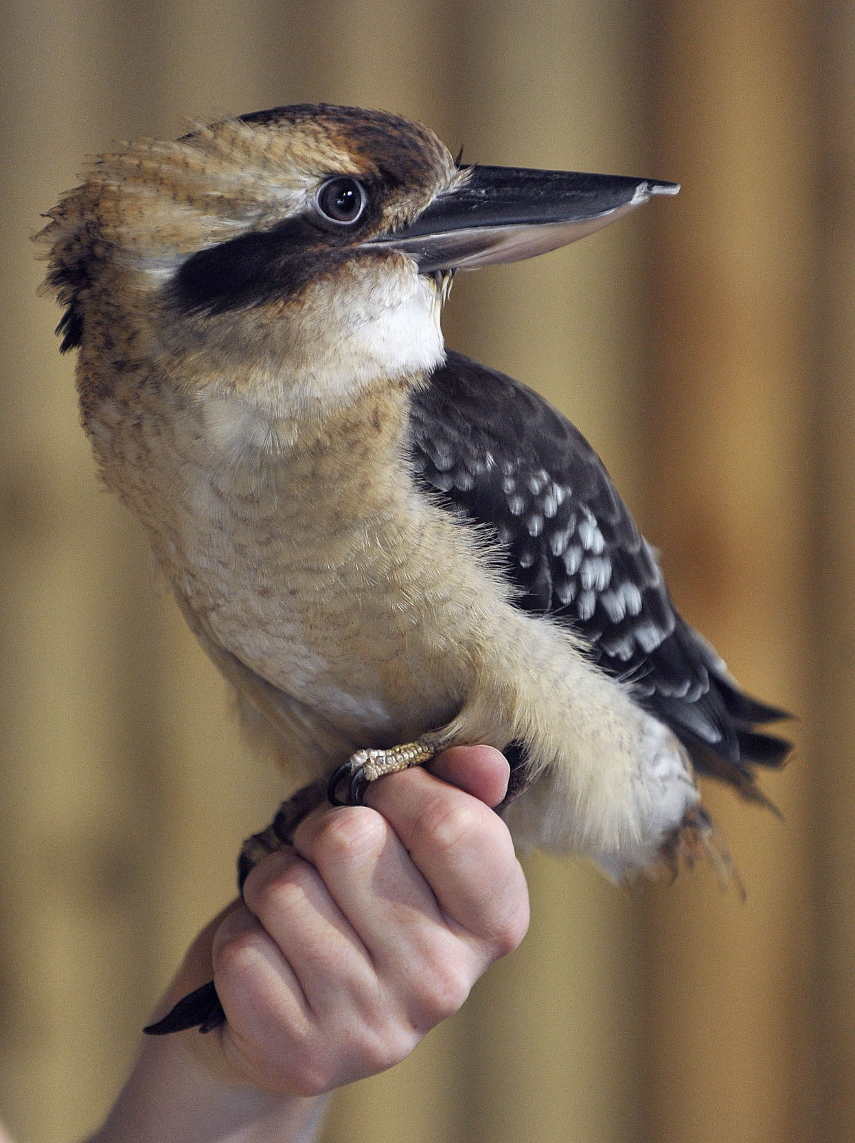 Kookaburra